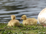 FZ028446 Goslings in grass.jpg